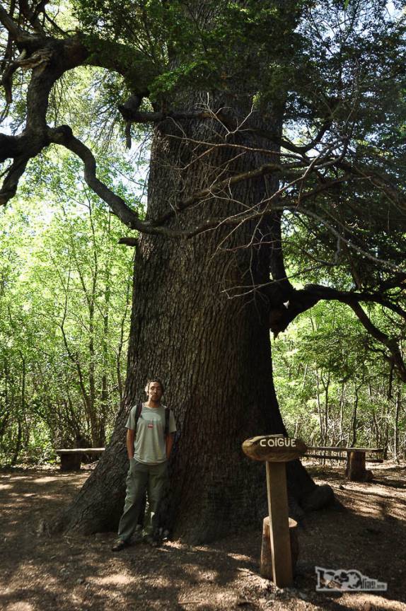 Um belo exemplar de coigue, árvore bastente comum nos bosques do sul do Chile (no Parque Nacional Radal Siete Tazas, no centro-sul do Chile)